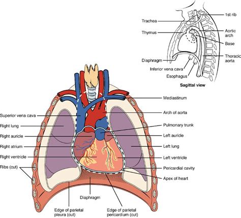 Anatomy of the chest and the lungs: Print Anatomy of the hear t- week #3 flashcards | Easy ...