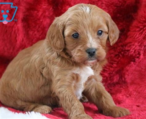 | the cavapoo is a very healthy cross breed. Cavapoo Puppies For Sale | Puppy Adoption | Keystone Puppies