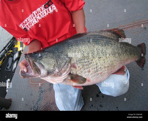 Manabu Kurita Shows Off The 22 5 Pound 10 12 Kilo Largemouth Bass He Caught At Lake Biwa In