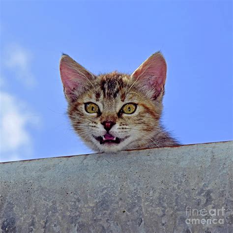 Stray Kitten Peering Out From A Gutter Photograph By Tibor Tivadar Kui