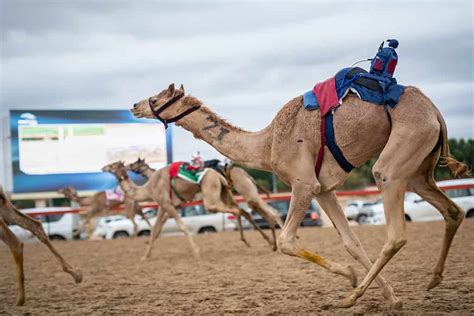 Are Camels Faster Than Horses A Z Animals