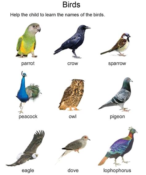 Learn The Names Of The Birds Kindergarten Science Birds Kindergarten