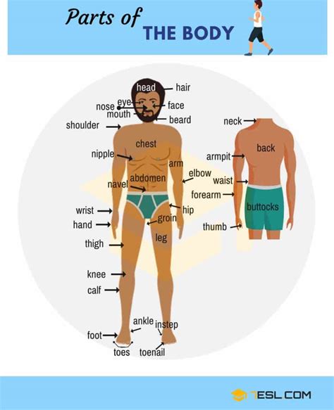 Human Body Parts Names In English With Pictures Esl