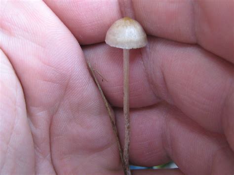 Georgia Psilocybe Mushroom Hunting And Identification Shroomery