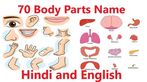 ⬤ pictures of body parts vocabulary with pronunciations. Human Body Parts Name with Pictures in Hindi and English ...