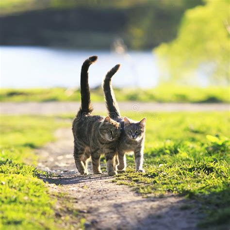 Two Striped Lovers Cat Walking Near The Juicy Sunny Meadow In Th Stock