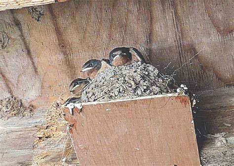 Save The Barn Swallow Build Them A Nest And They Will Come Back