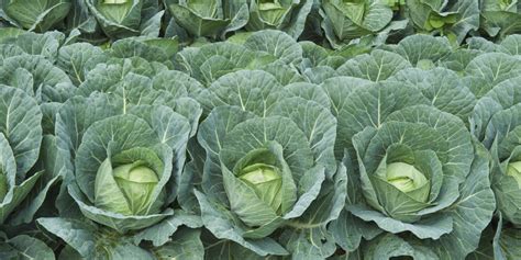A sample business plan for small food businesses. Starting Cabbage Farming Business Plan (PDF) - StartupBiz Global