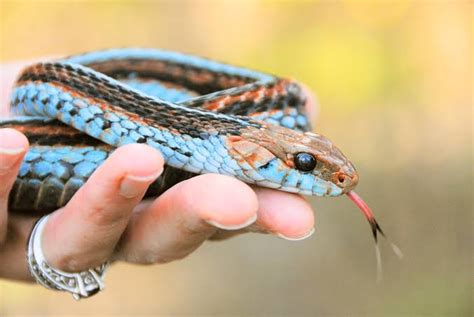 12 Beautiful Snakes You Will Love To Have As Pets Nairaland