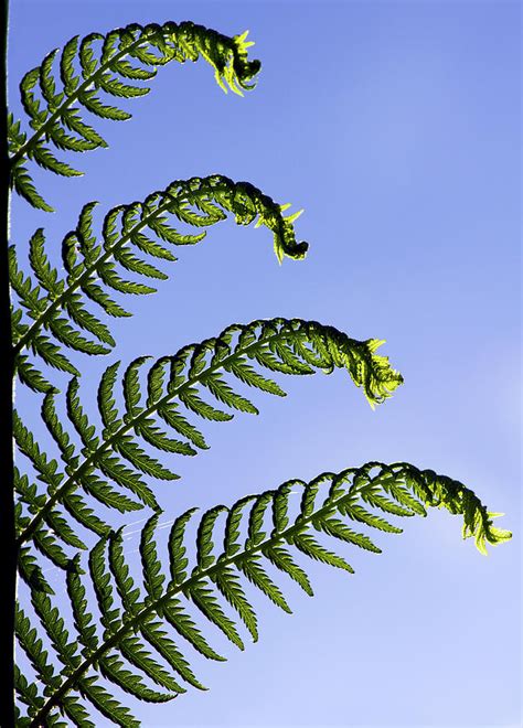 dicksonia antarctica tree fern photograph by darren burroughs fine art america