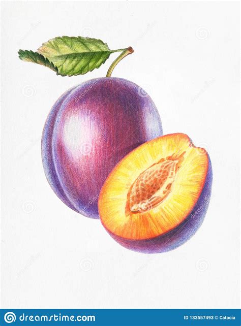 In this tutorial i used a4 paper and 4b (petra) pencil. Plum And Half Plum_color Pencil Drawing Stock Illustration ...