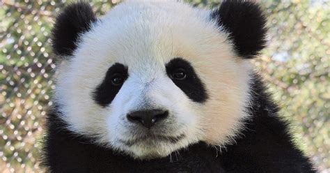 Baby Pandas Charm Visitors To The Toronto Zoo