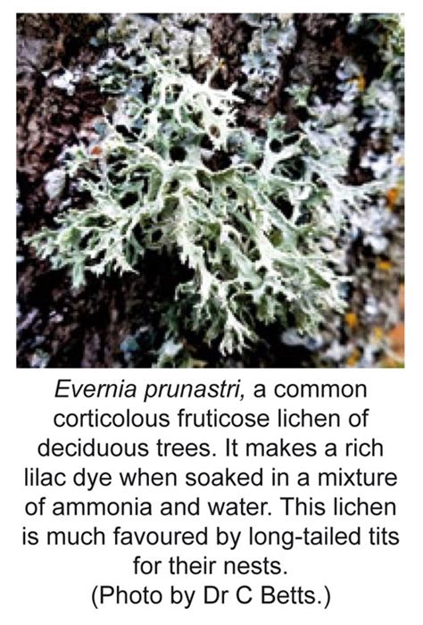 Liking Lichens