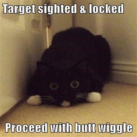 See more of funny cat pictures, with funny captions. 30+ Funny Cat Pictures with Captions | FallinPets