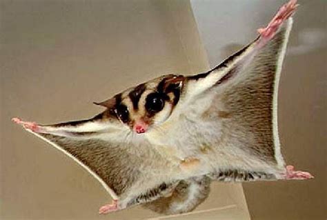 Bekijk meer ideeën over vogel speelgoed, vogelspeelgoed, huisdier vogel. SUGAR GLIDER - flying squirrel species (Suikereekhoorn ...