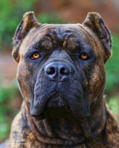 Cane Corso Ear Cropping Styles