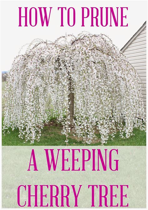 Hymns And Verses How To Prune A Weeping Cherry Tree