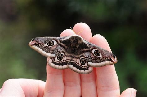 Top 71 Emperor Moth Tattoo Latest Ineteachers