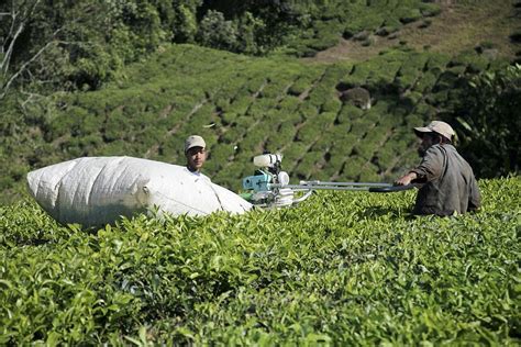 Tea Plantation Workers Photograph By Bjorn Svensson Fine Art America