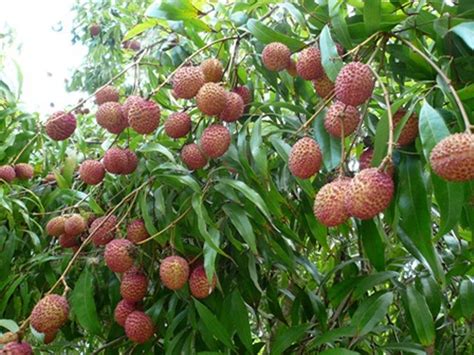 They live a mile east of 41 and the darn thing only fruited once with an end count of 40 lychees. Thai Lychee seeds Outdoor Fruit Tree Rare Sweet LITCHI ...