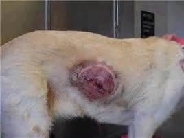 Animal Vaccines - Vaccine Truth