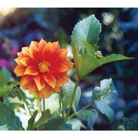 Unwins Dwarf Mix Dahlia Pinetree Garden Seeds