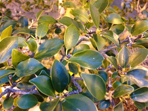 Green Island Ficus My Chicago Botanic Garden