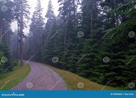 Gravel Road In Pine Forest Stock Photo Image Of Forestland 5899820
