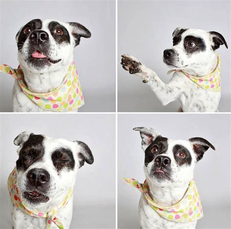 These Shelter Dog Photo Booth Pictures Are Adorable