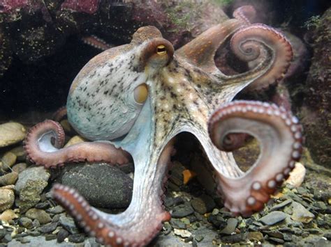 Why Octopuses Could Never Disappoint 137 Cosmos And Culture Npr