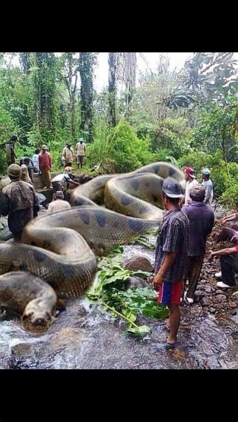 Worlds Biggest Snake Anaconda Found In Africas Amazon River It Has