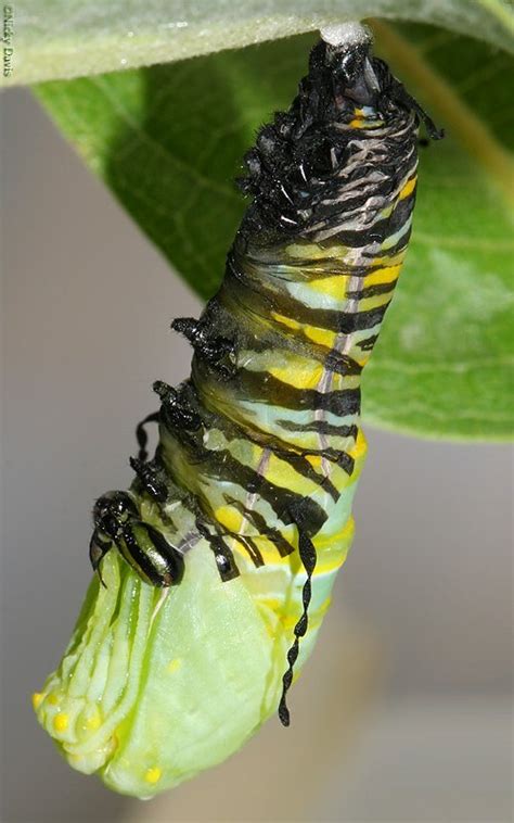Caterpillar Pupates The Monarch Raising Butterflies How To Find