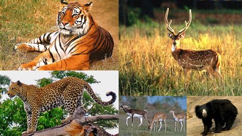 Prior to wildlife protection act of 1972, india only had five designated national parks. WILD INDIA!!!: Wildlife Protection Act of 1972