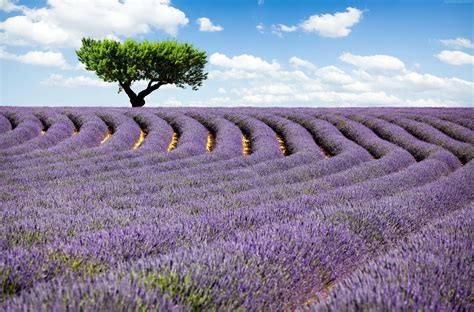 Lavender Fields France Wallpapers Wallpaper Cave
