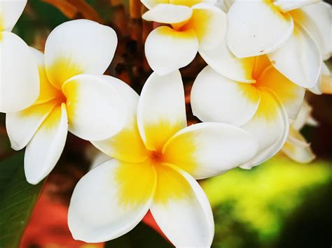 🔥 45 Beautiful Hawaiian Flowers Wallpaper Images Wallpapersafari