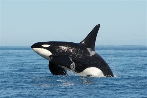 Orcas In A Tight Spot Southern Resident Orcas In The Salish By