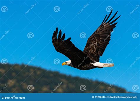 Bald Eagle Soaring In Flight Eagles Flying Stock Photo Image Of