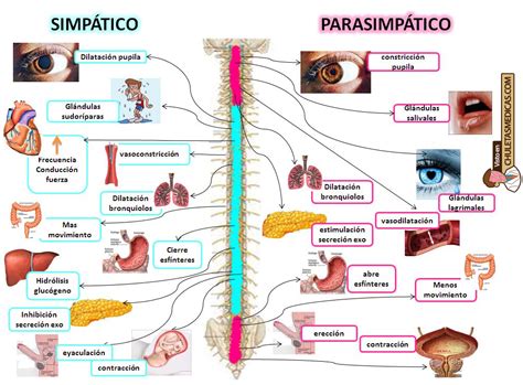 Anatomia Y Fisiologia Del Sistema Nervioso Autonomo