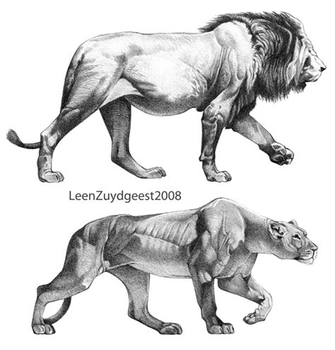 Check spelling or type a new query. African lion and lioness by LeenZuydgeest on DeviantArt