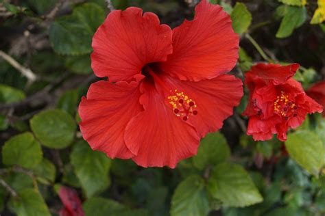30pcs Hibiscus Flower Seeds Hibiscus Plant Hibiscus Seeds Easy To G