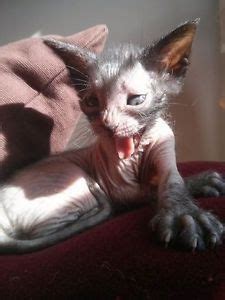 Well you're in luck, because here they come. 124 best images about Hairless Cats on Pinterest