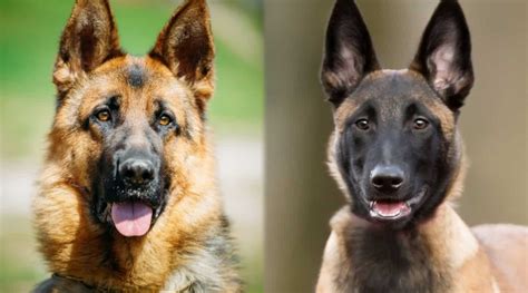 German Shepherd Vs Belgian Malinois Comparing Two Confident Breeds