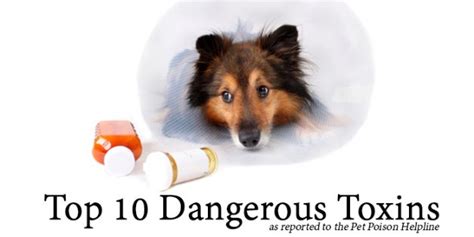 Let nature run its course. 11 SYMPTOMS OF POISONED DOG. 53 Toxins, Plants & Poisons ...