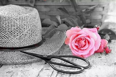 Cowboy Hats Pink Color Roses Healing Fashion Pretty Images