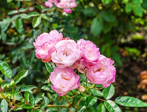 damask rose guide how to grow and care for “rosa damascena”