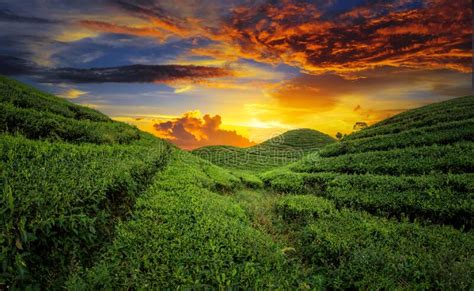 Tea Plantation Landscape In Beautiful Day And Sky Stock Image Image