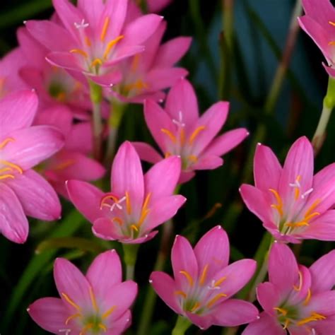 Grandiflora Rain Lily For Sale At Ty Ty Nursery