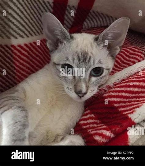 Beautiful Tabby Lynx Point Siamese Kitten Stock Photo Alamy