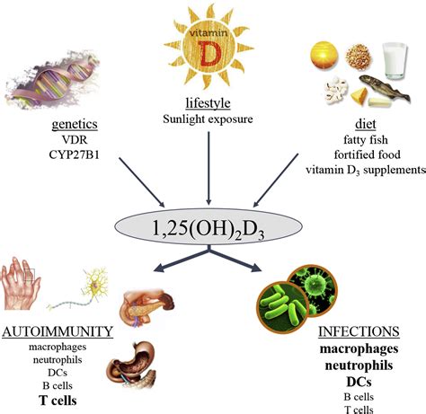 Regulation Of Immune Function By Vitamin D And Its Use In Diseases Of