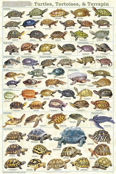 Turtle Vs Tortoise 8 Key Differences Between These Reptiles
